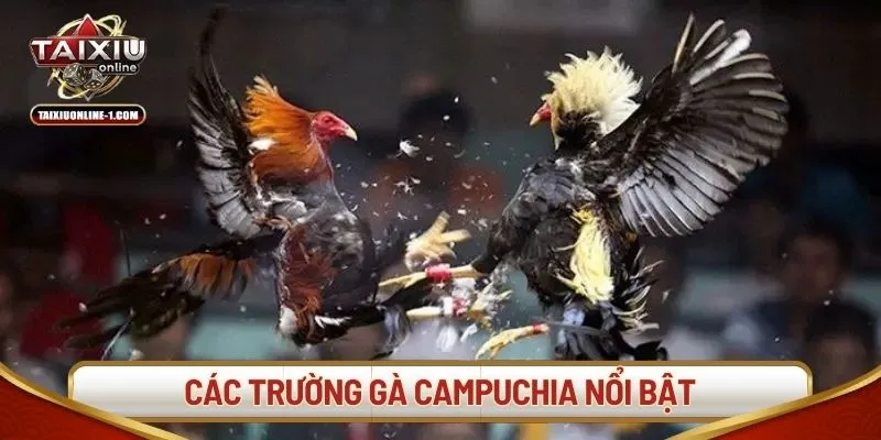 Các trường gà Campuchia nổi bật thu hút người chơi