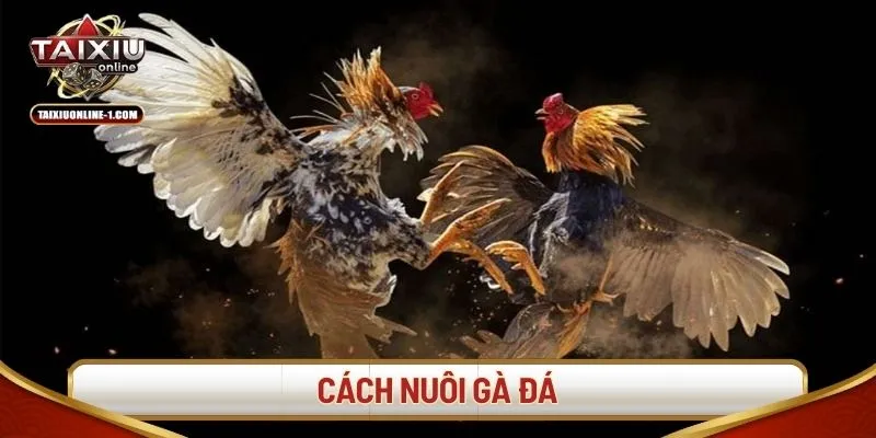 cach-nuoi-ga-da