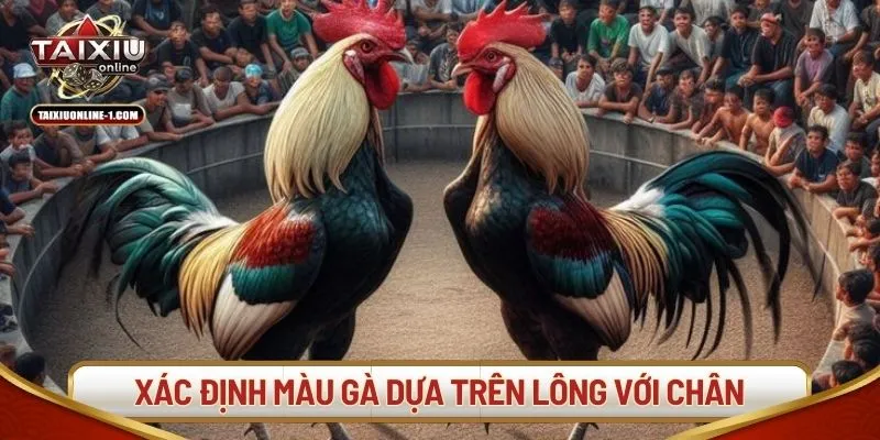 Cách xác định màu mạng đá gà dựa trên lông với chân