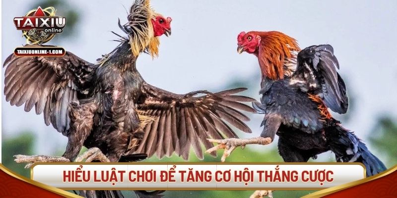 Hiểu luật chơi để tăng cơ hội thắng cược