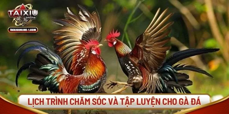 Lịch trình chăm sóc và tập luyện cho gà đá