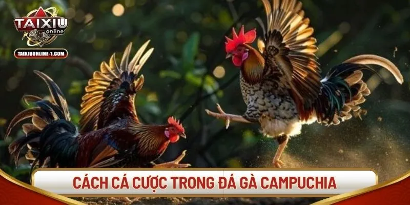 Luật chơi và cách cá cược trong đá gà Campuchia