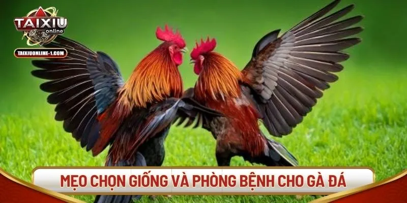 Mẹo chọn giống và phòng bệnh cho gà đá