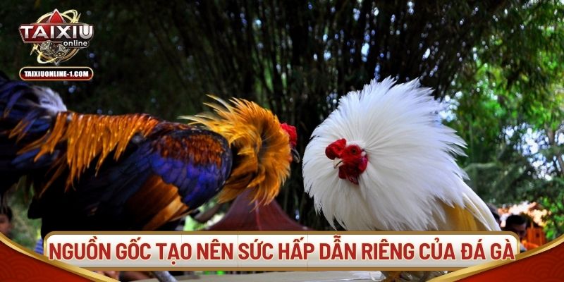 Nguồn gốc lâu đời tạo nên sức hấp dẫn riêng của đá gà