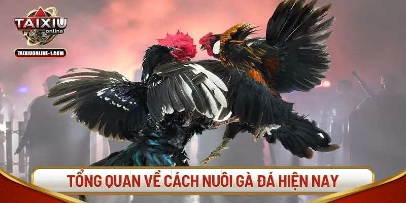 Tổng quan về cách nuôi gà đá hiện nay