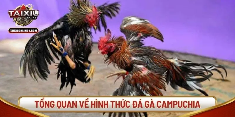 Tổng quan về hình thức đá gà Campuchia